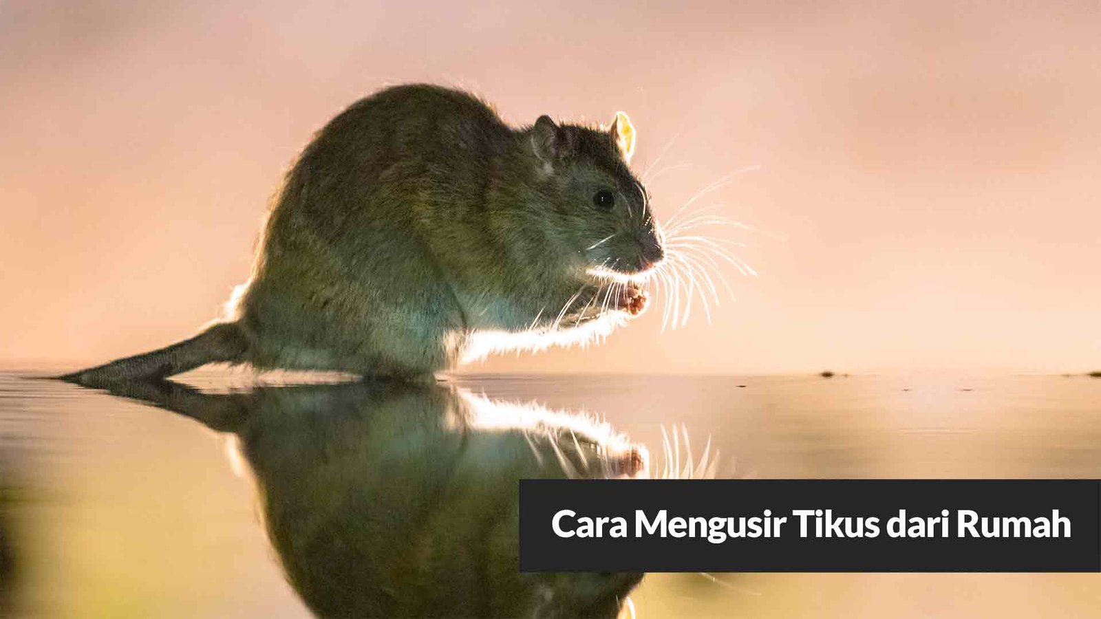 Read more about the article Cara Mengusir Tikus dari Rumah