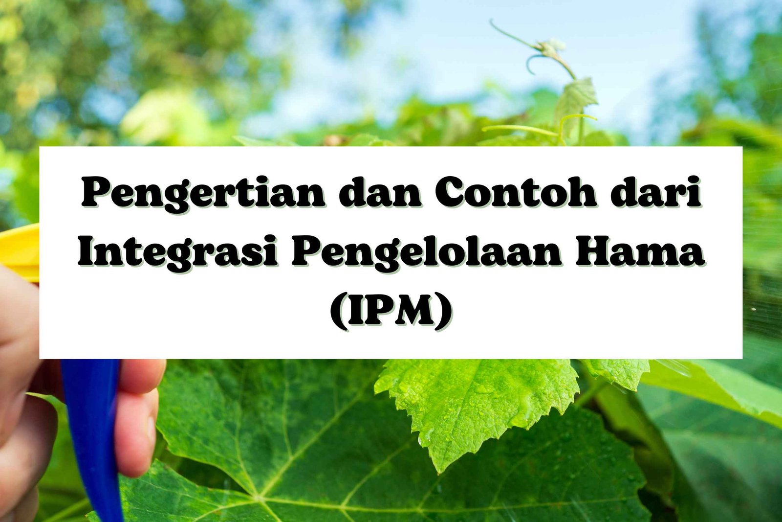 Read more about the article Pengertian dan Contoh dari Integrasi Pengelolaan Hama (IPM)