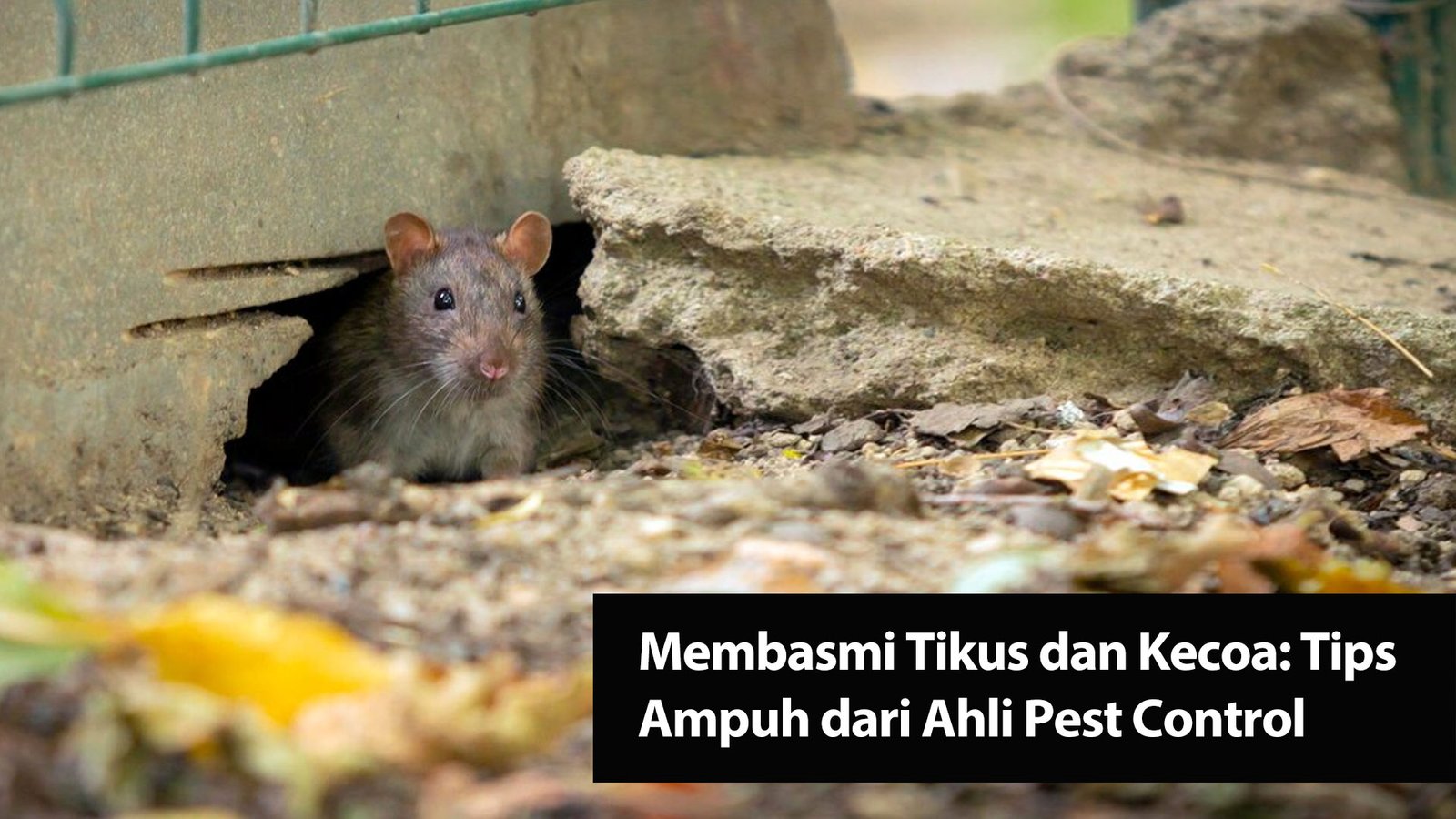 Read more about the article Membasmi Tikus dan Kecoa: Tips Ampuh dari Ahli Pest Control