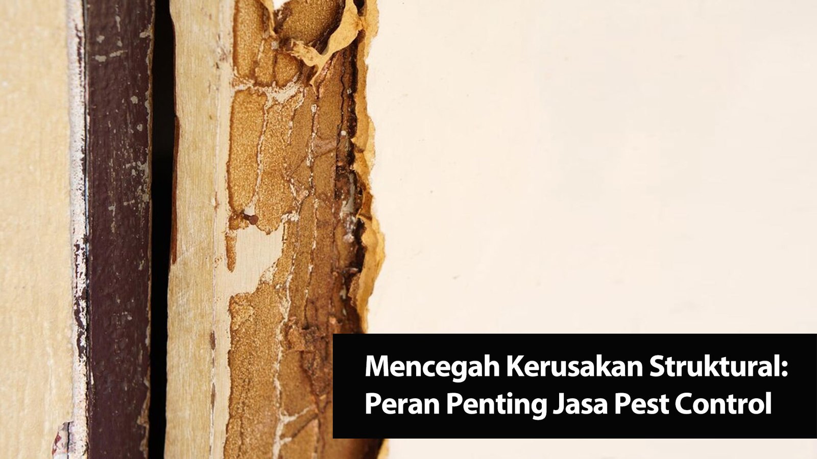 Read more about the article Mencegah Kerusakan Struktural: Peran Penting Jasa Pest Control