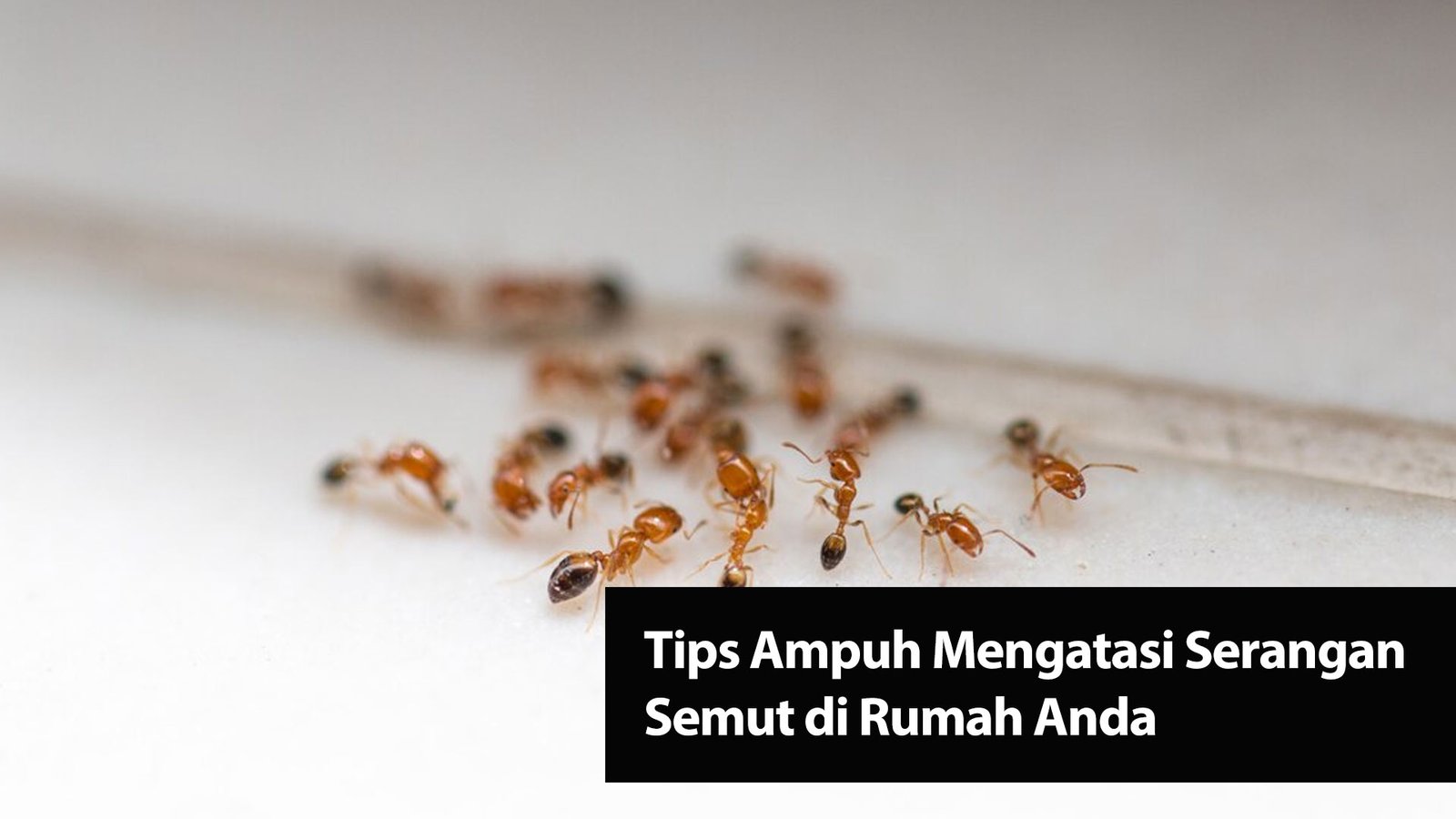 Read more about the article Tips Ampuh Mengatasi Serangan Semut di Rumah Anda