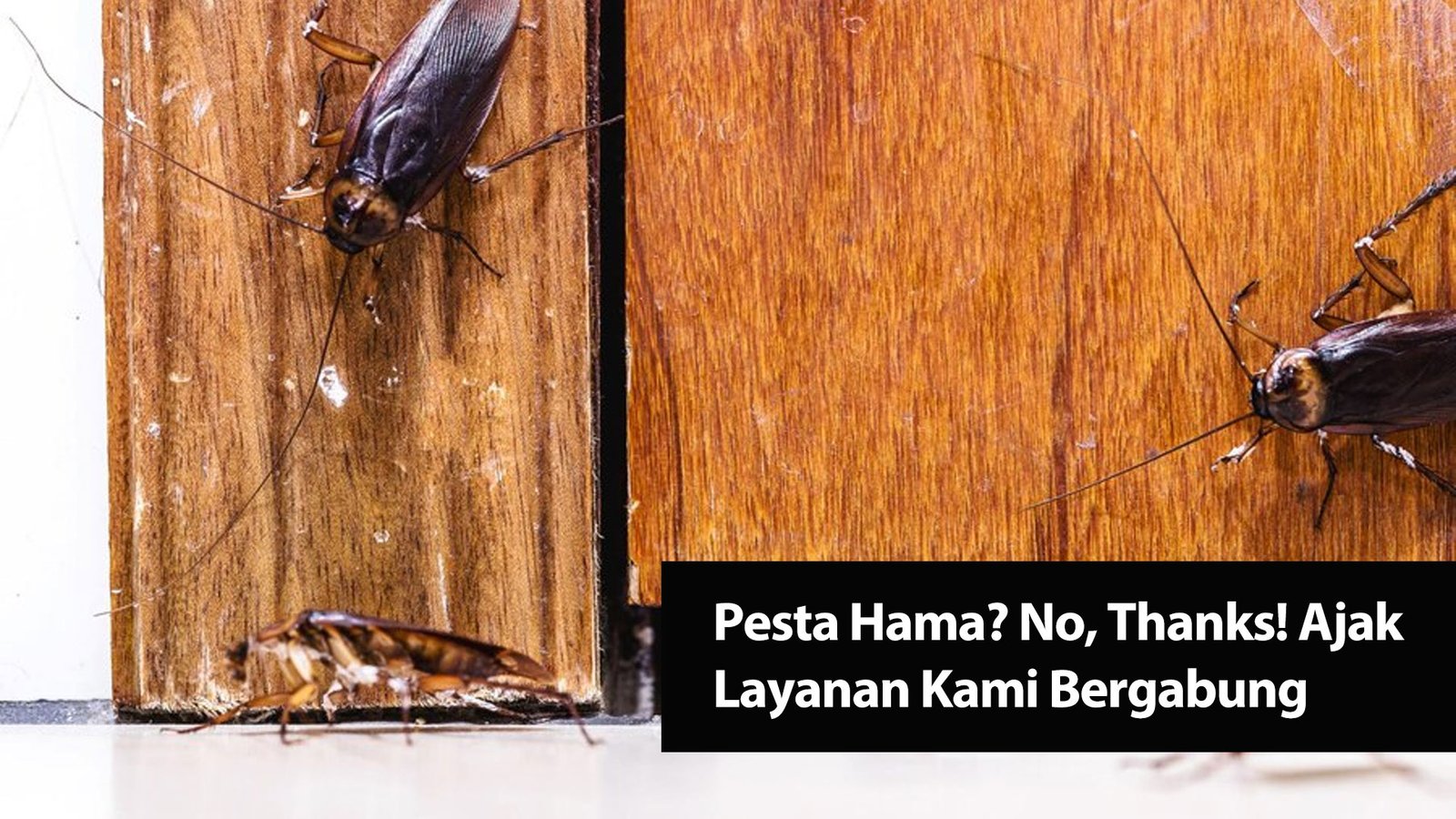 Read more about the article Pesta Hama? No, Thanks! Ajak Layanan Kami Bergabung
