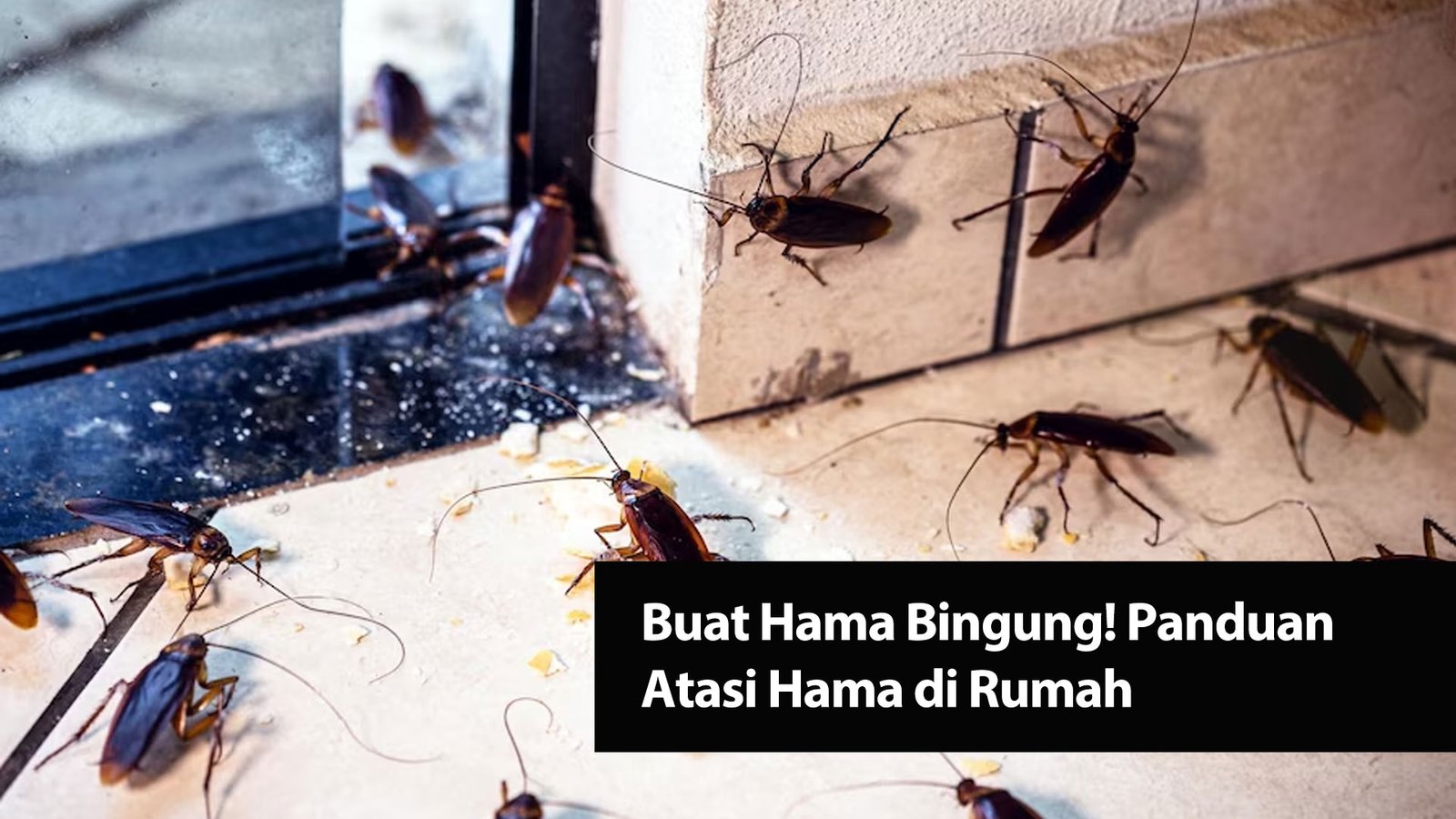 Read more about the article Buat Hama Bingung! Panduan Atasi Hama di Rumah