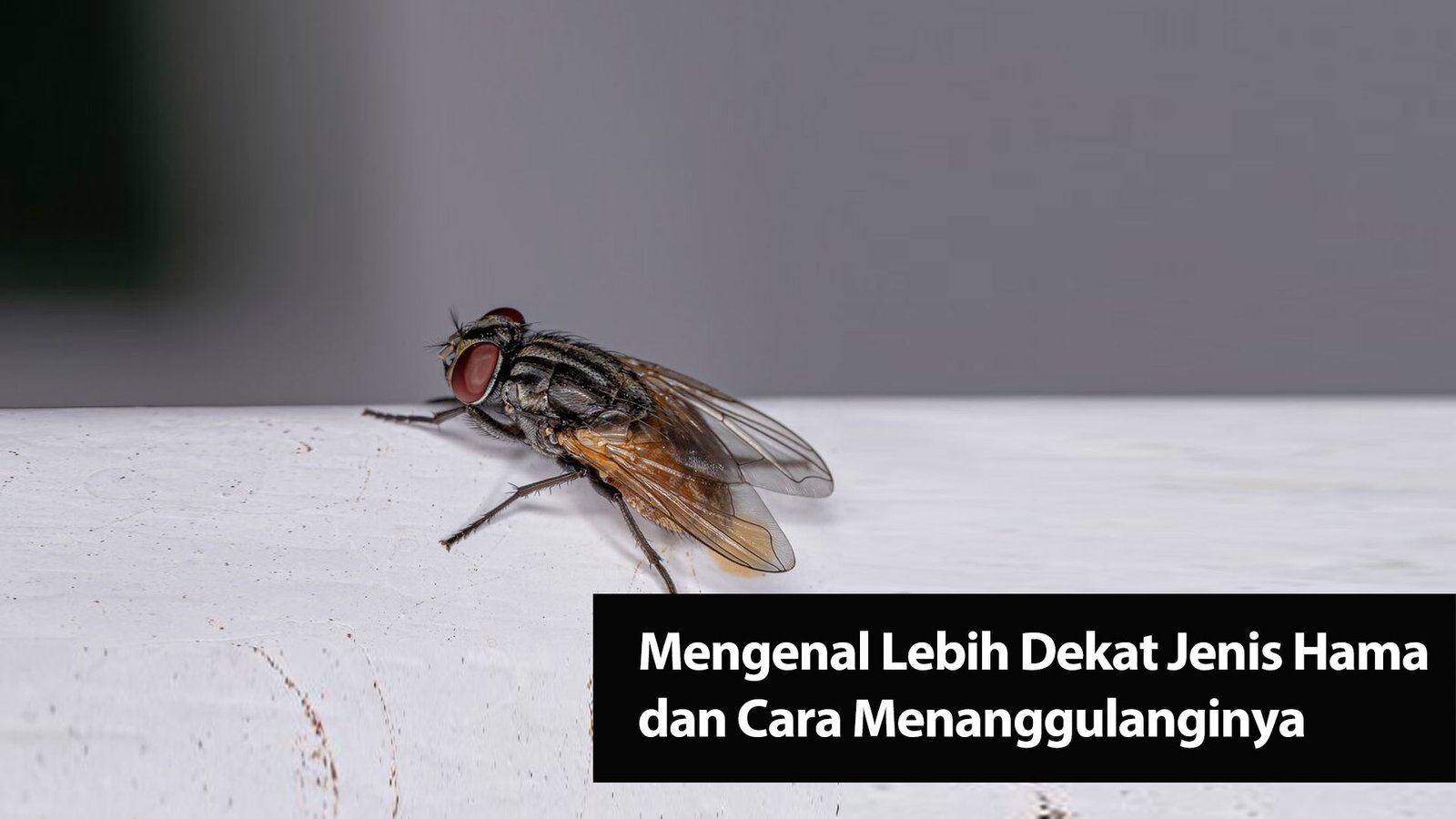 Read more about the article Mengenal Lebih Dekat Jenis Hama dan Cara Menanggulanginya
